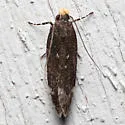 Red-striped Fireworm Moth - Hodges#2198 - photo 5