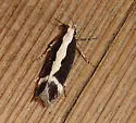 Aroga unifasciella - Hodges#2200