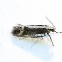 Aroga unifasciella - Hodges#2200 - photo 2