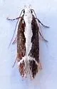 Aroga unifasciella - Hodges#2200 - photo 4