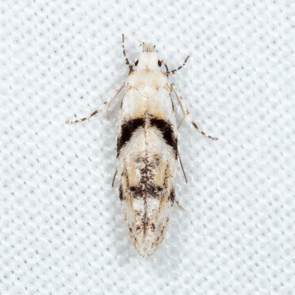 White Stripe-backed Moth - photo 2
