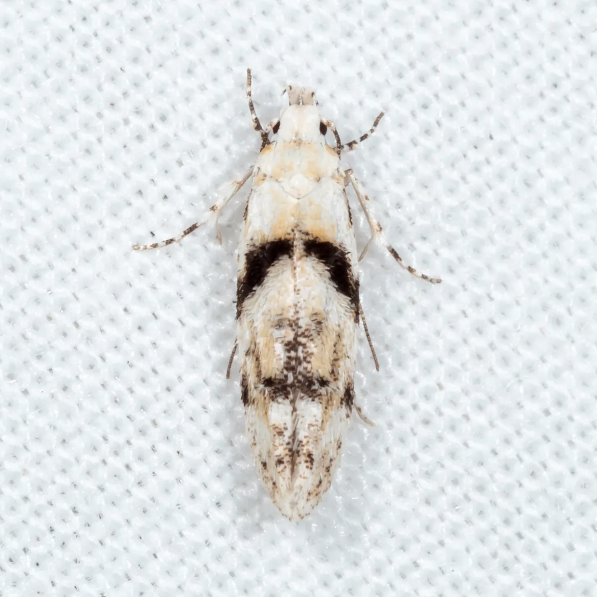 White Stripe-backed Moth - photo 3