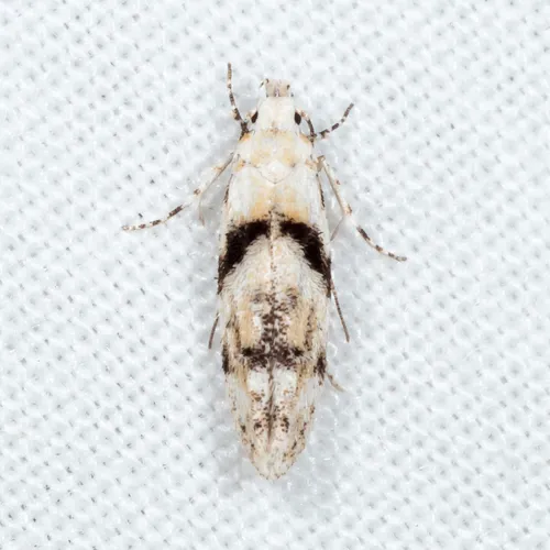 White Stripe-backed Moth - photo 4
