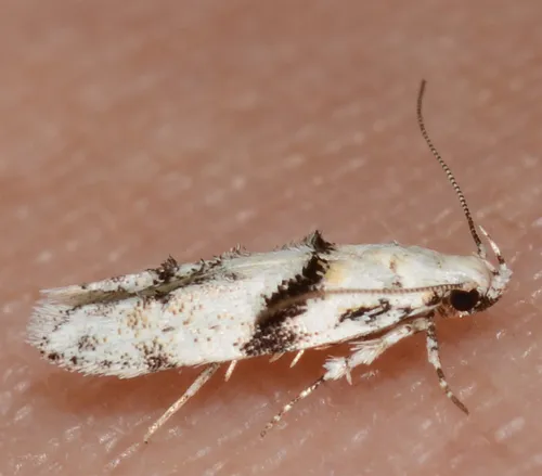 White Stripe-backed Moth - photo 6
