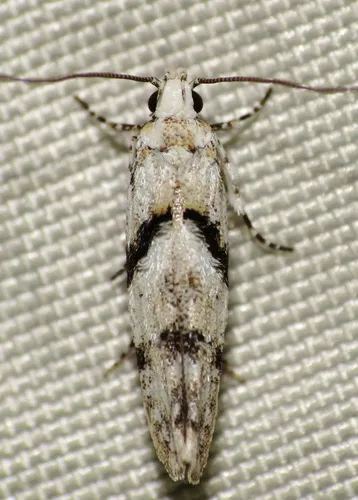 White Stripe-backed Moth - photo 7