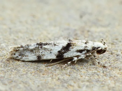 White Stripe-backed Moth - photo 8