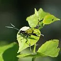 Arotes maurus