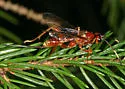 Arotes melleus