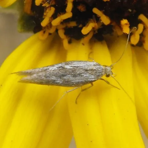 Arotrura longissima - Hodges#1667.2 - photo 2