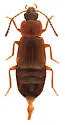 Arpedium angulare