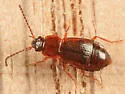 Arpedium cribratum