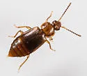 Arpedium cribratum - photo 2