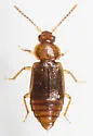 Arpedium cribratum - photo 3