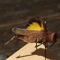 California Sulphur-winged Grasshopper