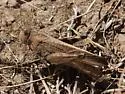 California Sulphur-winged Grasshopper - photo 2
