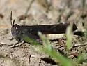 California Sulphur-winged Grasshopper - photo 4