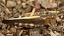 California Sulphur-winged Grasshopper - photo 5