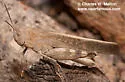 Speckle-winged Rangeland Grasshopper - photo 2
