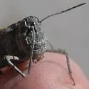 Speckle-winged Rangeland Grasshopper - photo 3