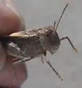 Speckle-winged Rangeland Grasshopper - photo 4
