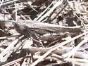 Speckle-winged Rangeland Grasshopper - photo 5