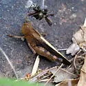 Southern Yellow-winged Grasshopper