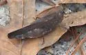 Southern Yellow-winged Grasshopper - photo 3