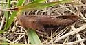 Southern Yellow-winged Grasshopper - photo 4