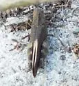 Southern Yellow-winged Grasshopper - photo 5