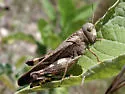 Pecos Arphia