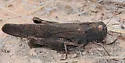 Red-winged Grasshopper