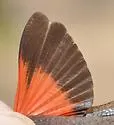 Red-winged Grasshopper - photo 2