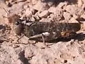 Red-winged Grasshopper - photo 4