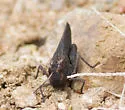 Red-winged Grasshopper - photo 5