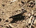 California Orange-winged Grasshopper