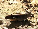 California Orange-winged Grasshopper - photo 2