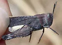 California Orange-winged Grasshopper - photo 3