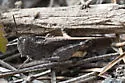 California Orange-winged Grasshopper - photo 4