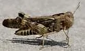 Plains Yellow-winged Grasshopper - photo 2