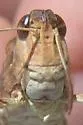 Plains Yellow-winged Grasshopper - photo 3