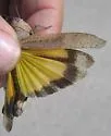 Plains Yellow-winged Grasshopper - photo 4