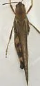 Plains Yellow-winged Grasshopper - photo 5
