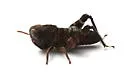 Sulphur-winged Grasshopper - photo 2