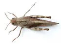 Sulphur-winged Grasshopper - photo 3