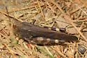 Sulphur-winged Grasshopper - photo 4