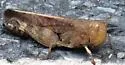 Sulphur-winged Grasshopper - photo 5