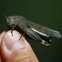 Autumn Yellow-winged Grasshopper - photo 2