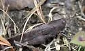 Autumn Yellow-winged Grasshopper - photo 4