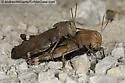 Autumn Yellow-winged Grasshopper - photo 5