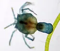 Arrenurus problecornis